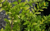 Lonicera nitida 'Aurea'